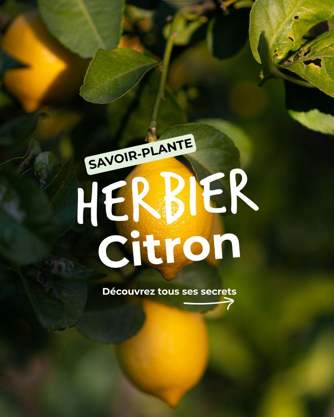 Savoir-faire les 2 marmottes : thés et tisanes au vrai citron sans arômes ajoutés