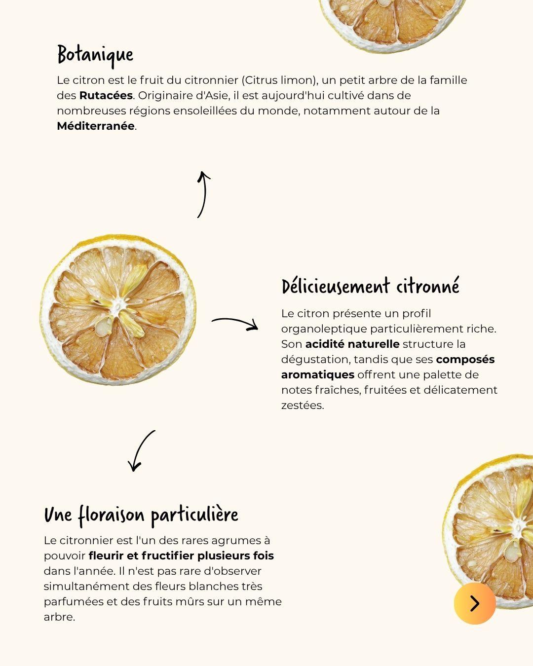Profil organoleptique du citron en infusion et thé