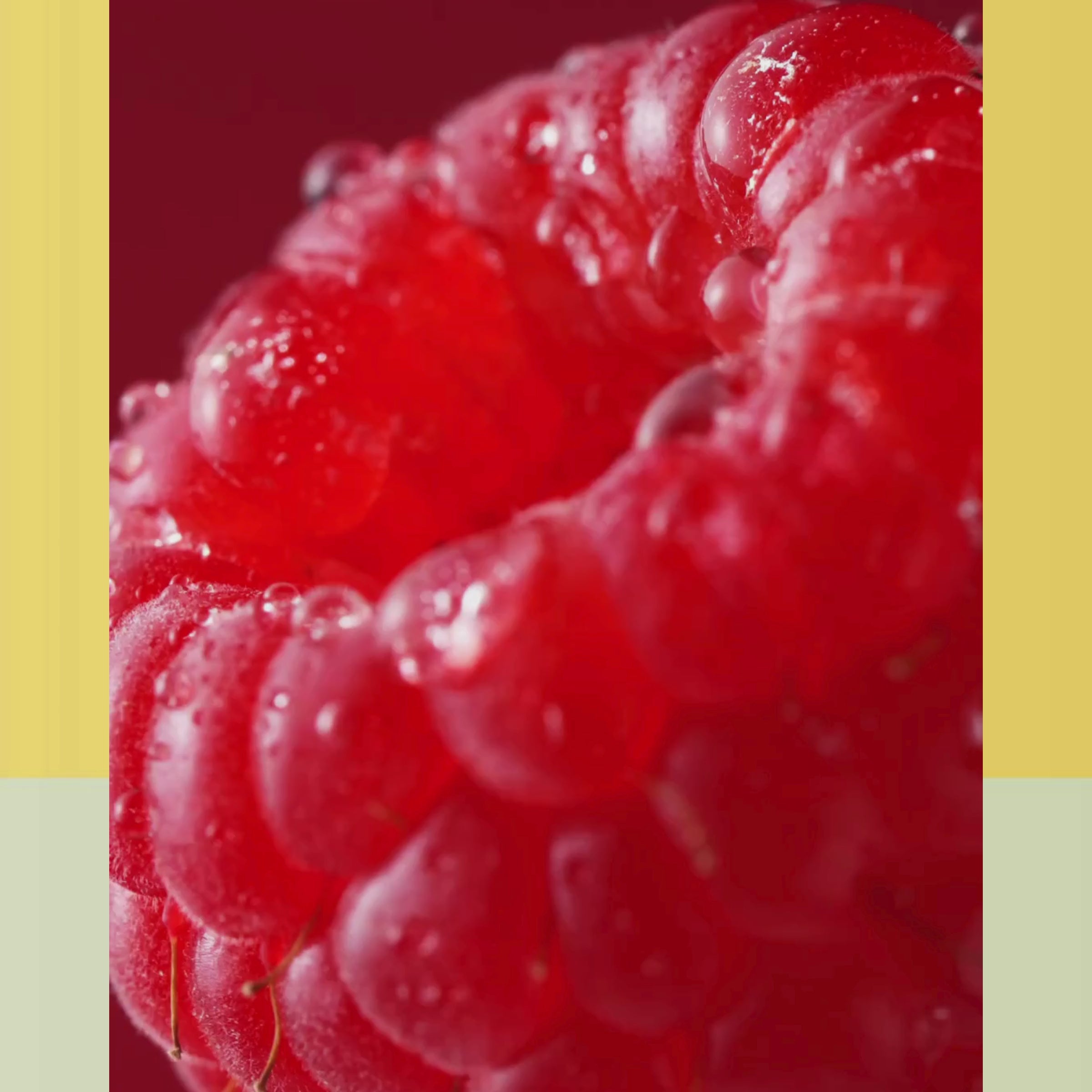 Ingrédients et préparation tisane vrais fruits rouges les 2 marmottes