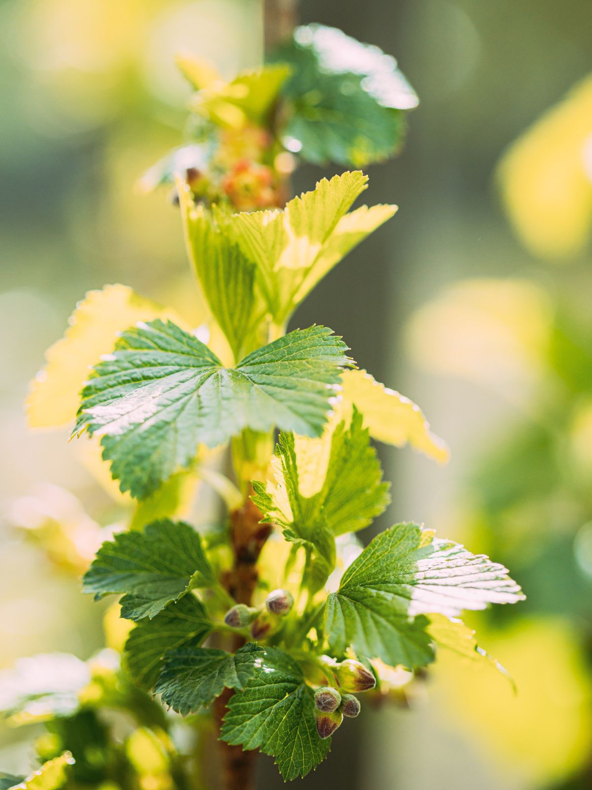 Les feuilles du cassis, encore jeunes avant la maturité des baies